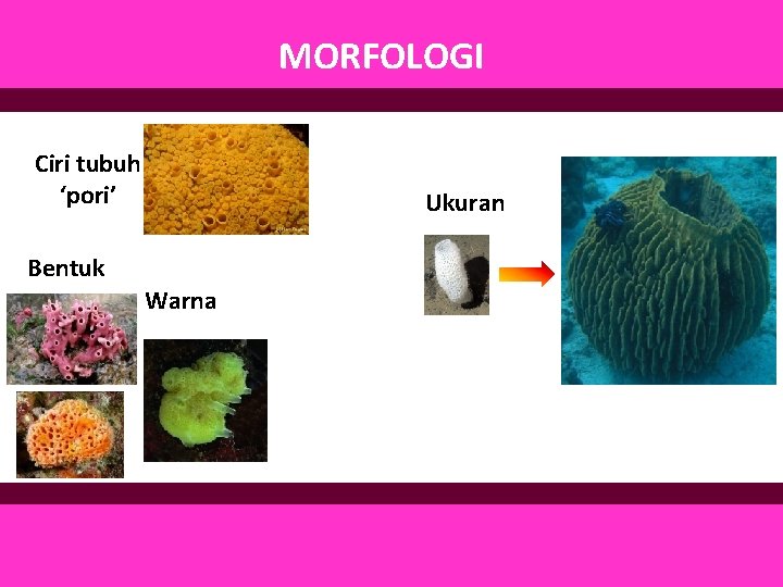 MORFOLOGI Ciri tubuh ‘pori’ Ukuran Bentuk Warna 