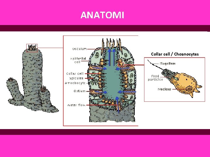 ANATOMI Collar cell / Choanocytes 