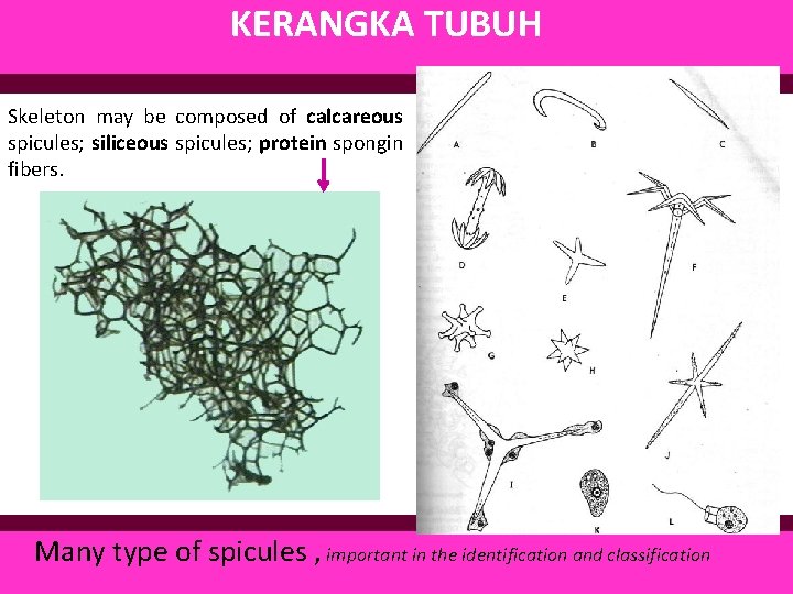 KERANGKA TUBUH Skeleton may be composed of calcareous spicules; siliceous spicules; protein spongin fibers.