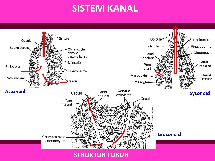 SISTEM KANAL Asconoid Syconoid Leuconoid STRUKTUR TUBUH 