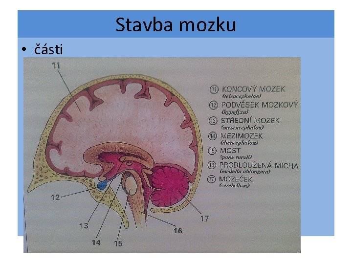 Stavba mozku • části 