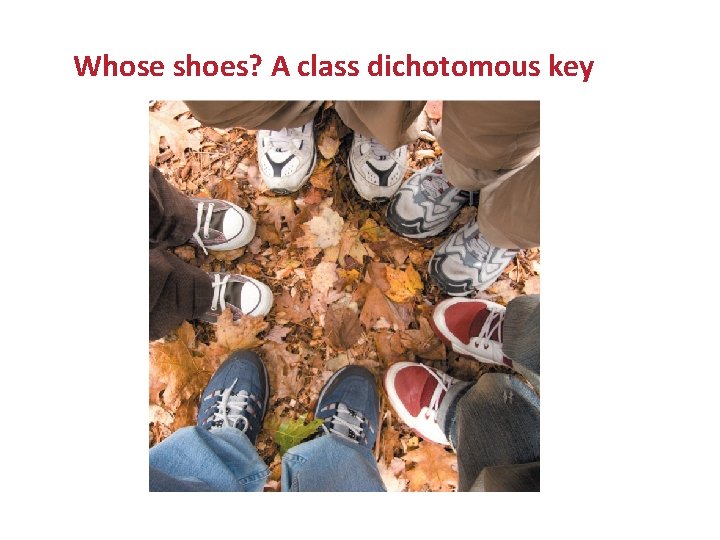 Dichotomous Keys: TEKS 7. 11 A Whose shoes? A class dichotomous key 