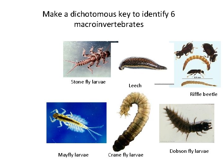 Make a dichotomous key to identify 6 macroinvertebrates Stone fly larvae Leech Riffle beetle