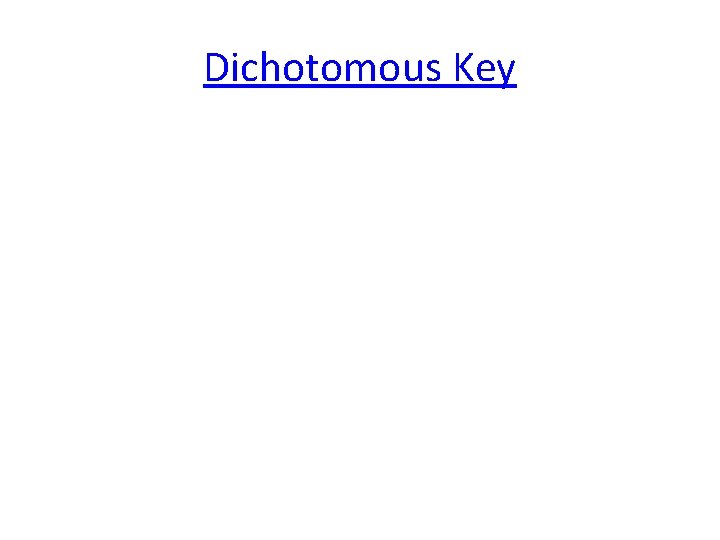 Dichotomous Key 