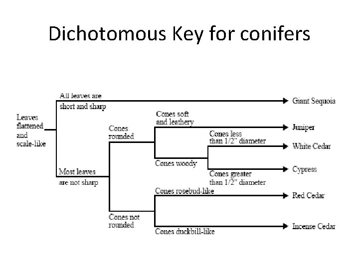 Dichotomous Key for conifers 