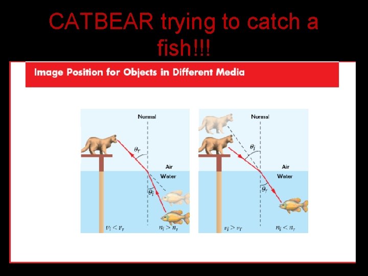 CATBEAR trying to catch a fish!!! 