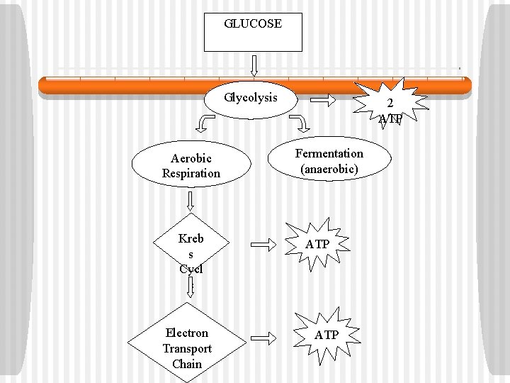 GLUCOSE Glycolysis Aerobic Respiration Kreb s Cycl e Electron Transport Chain 2 ATP Fermentation