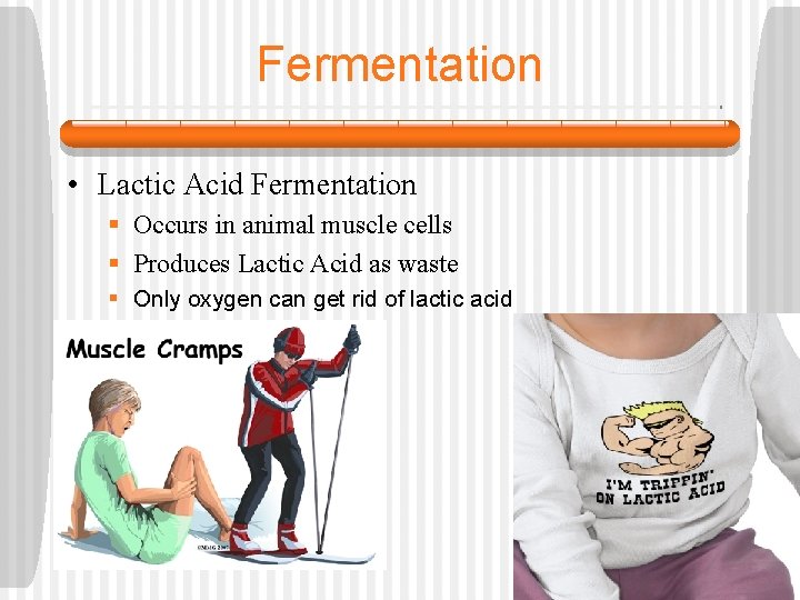 Fermentation • Lactic Acid Fermentation § Occurs in animal muscle cells § Produces Lactic