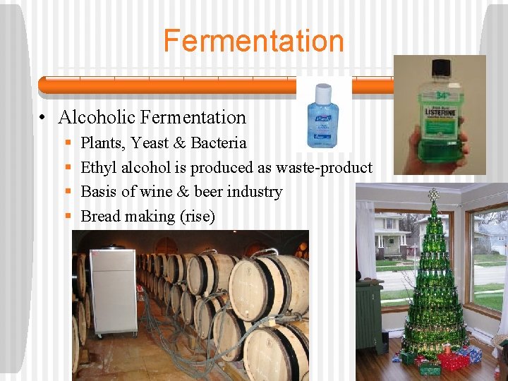 Fermentation • Alcoholic Fermentation § § Plants, Yeast & Bacteria Ethyl alcohol is produced