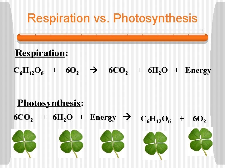 Respiration vs. Photosynthesis Respiration: C 6 H 12 O 6 + 6 O 2