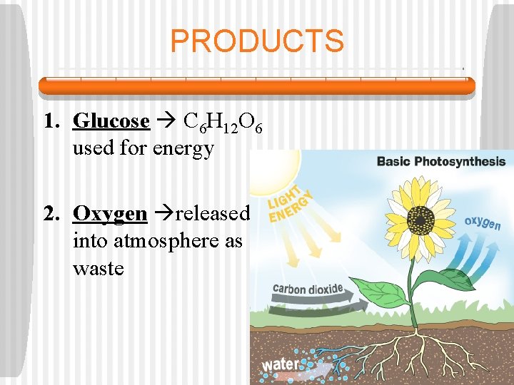 PRODUCTS 1. Glucose C 6 H 12 O 6 used for energy 2. Oxygen