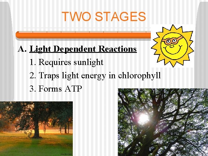 TWO STAGES A. Light Dependent Reactions 1. Requires sunlight 2. Traps light energy in