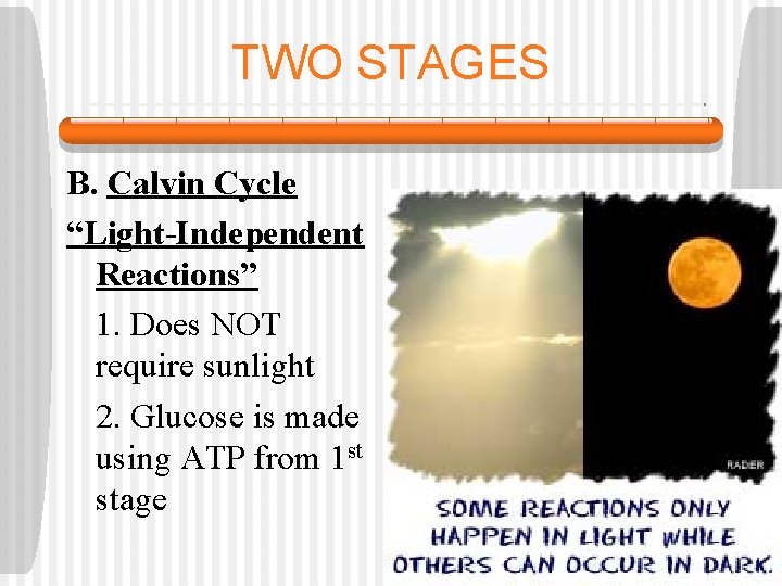 TWO STAGES B. Calvin Cycle “Light-Independent Reactions” 1. Does NOT require sunlight 2. Glucose