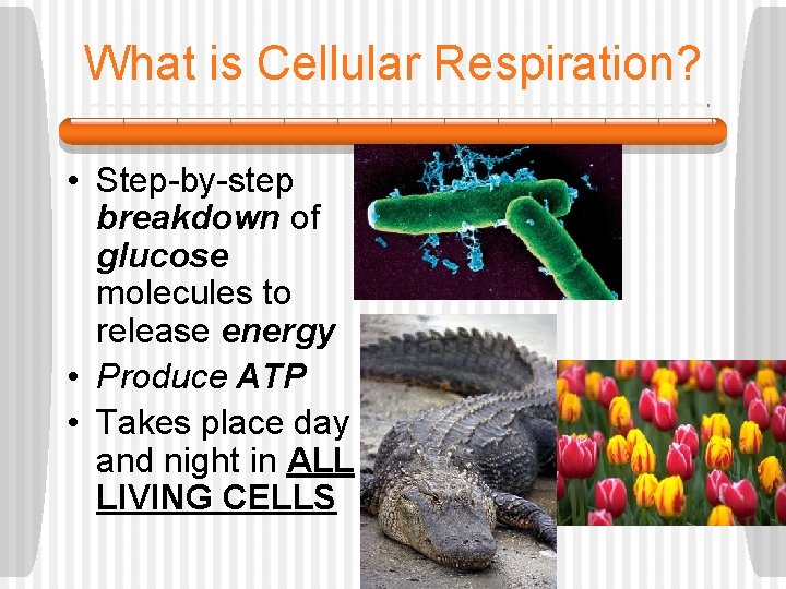 What is Cellular Respiration? • Step-by-step breakdown of glucose molecules to release energy •