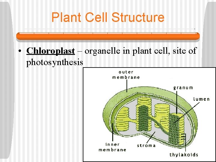 Plant Cell Structure • Chloroplast – organelle in plant cell, site of photosynthesis 