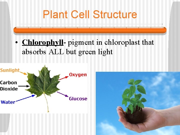 Plant Cell Structure • Chlorophyll- pigment in chloroplast that absorbs ALL but green light