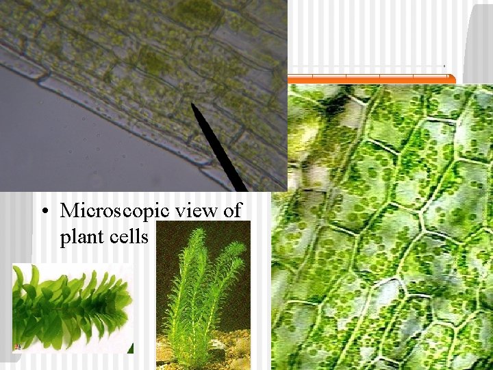  • Microscopic view of plant cells 