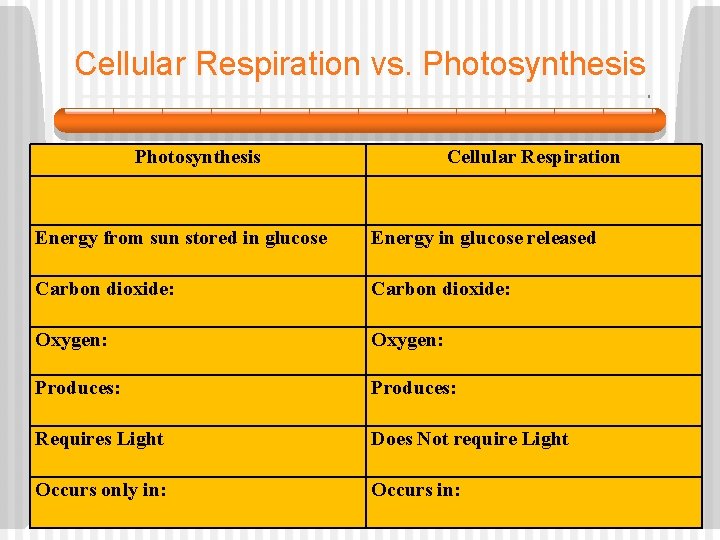 Cellular Respiration vs. Photosynthesis Cellular Respiration Energy from sun stored in glucose Energy in