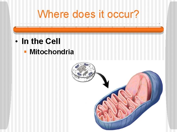 Where does it occur? • In the Cell § Mitochondria 
