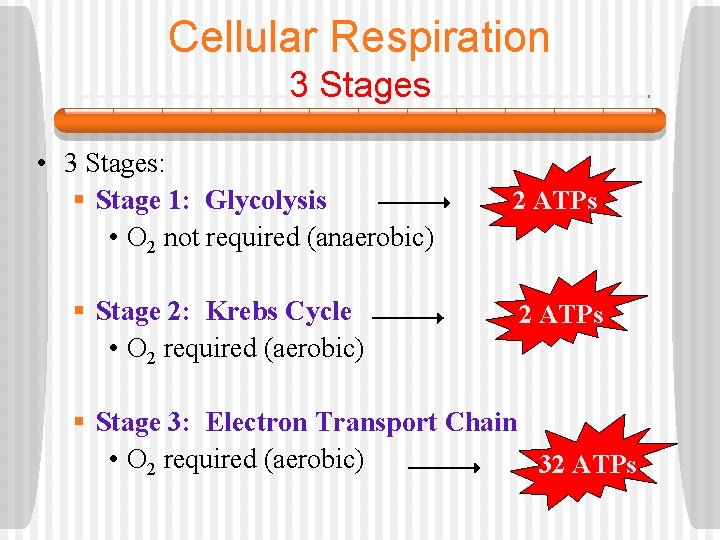 Cellular Respiration 3 Stages • 3 Stages: § Stage 1: Glycolysis • O 2