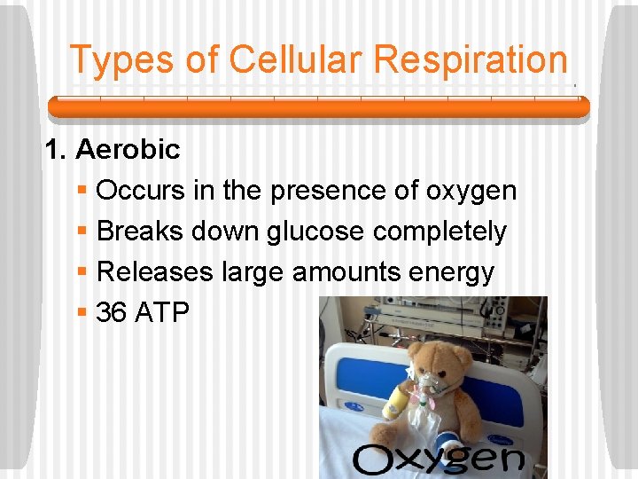 Types of Cellular Respiration 1. Aerobic § Occurs in the presence of oxygen §