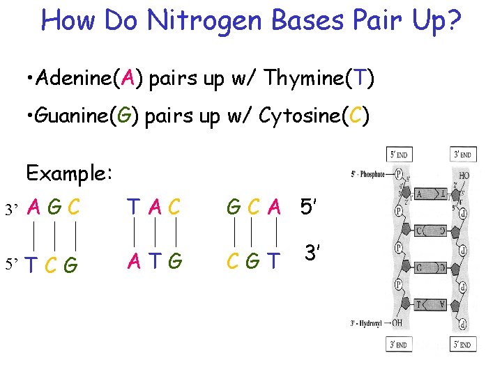 How Do Nitrogen Bases Pair Up? • Adenine(A) pairs up w/ Thymine(T) • Guanine(G)