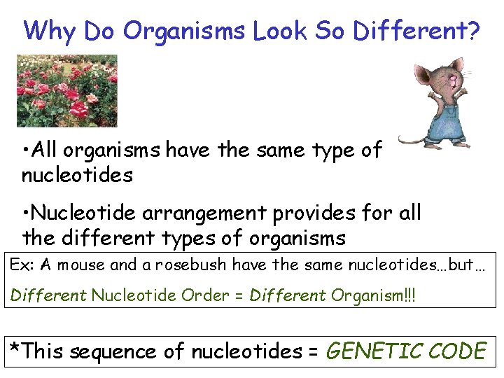 Why Do Organisms Look So Different? • All organisms have the same type of