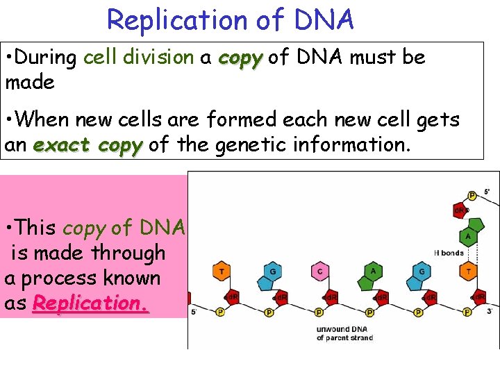 Replication of DNA • During cell division a copy of DNA must be made