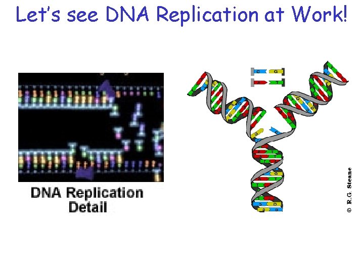 Let’s see DNA Replication at Work! 