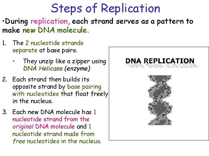 Steps of Replication • During replication, each strand serves as a pattern to make