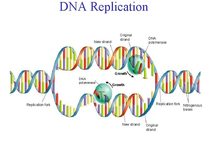 DNA Replication New strand Original strand DNA polymerase Growth Replication fork Nitrogenous bases Replication