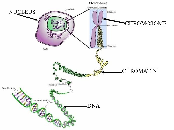 NUCLEUS CHROMOSOME CHROMATIN DNA 