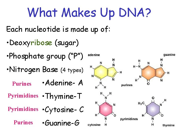 What Makes Up DNA? Each nucleotide is made up of: • Deoxyribose (sugar) •