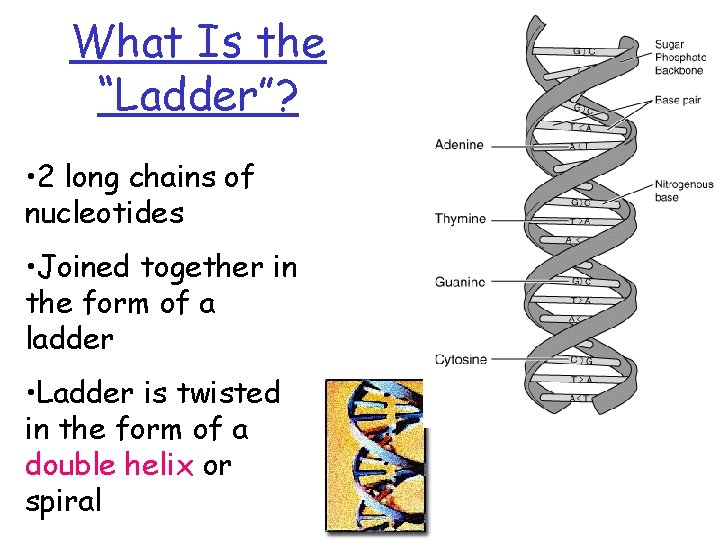 What Is the “Ladder”? • 2 long chains of nucleotides • Joined together in