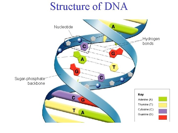 Structure of DNA Nucleotide Hydrogen bonds Sugar-phosphate backbone Key Adenine (A) Thymine (T) Cytosine