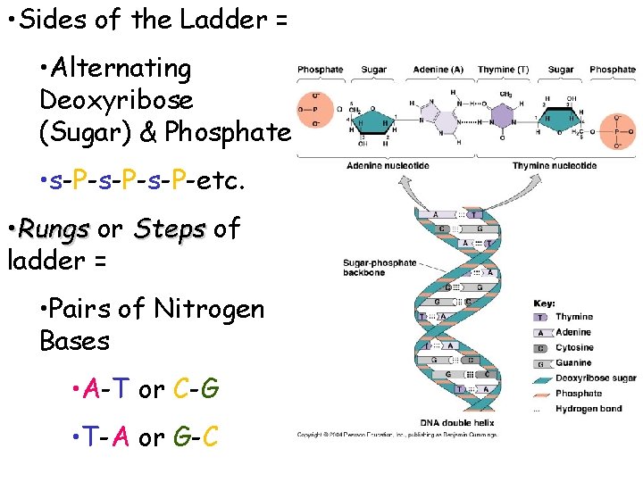  • Sides of the Ladder = • Alternating Deoxyribose (Sugar) & Phosphate •