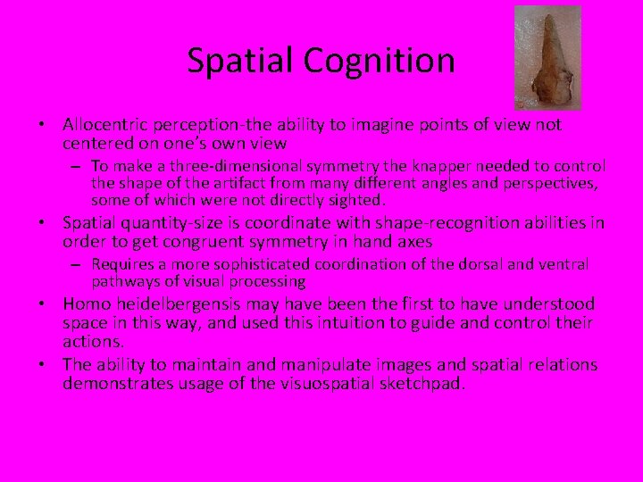 Spatial Cognition • Allocentric perception-the ability to imagine points of view not centered on