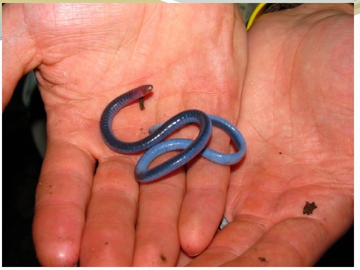 Caecilians – legless amphibians 