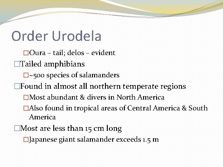 Order Urodela �Oura – tail; delos – evident �Tailed amphibians �~500 species of salamanders