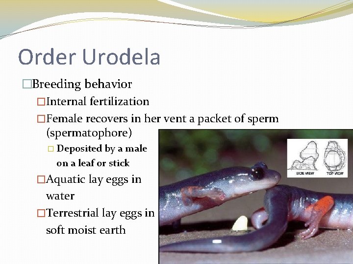 Order Urodela �Breeding behavior �Internal fertilization �Female recovers in her vent a packet of