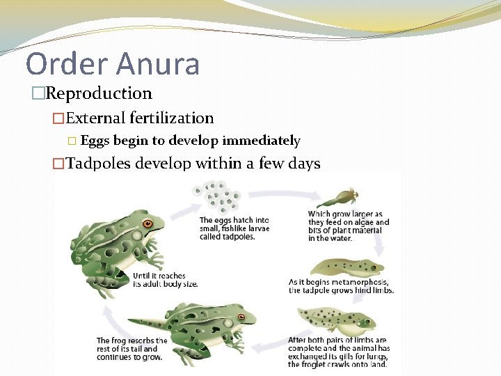 Order Anura �Reproduction �External fertilization � Eggs begin to develop immediately �Tadpoles develop within