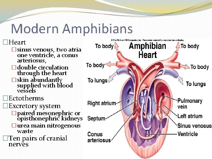 Modern Amphibians �Heart �sinus venous, two atria one ventricle, a conus arteriosus, �double circulation