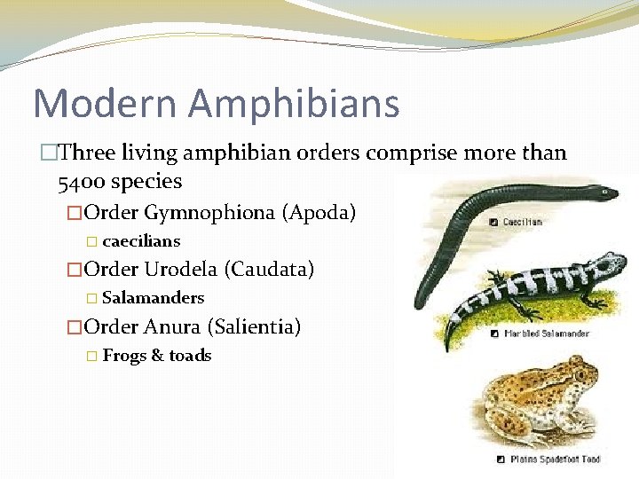 Modern Amphibians �Three living amphibian orders comprise more than 5400 species �Order Gymnophiona (Apoda)