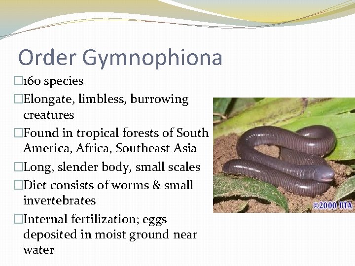 Order Gymnophiona � 160 species �Elongate, limbless, burrowing creatures �Found in tropical forests of