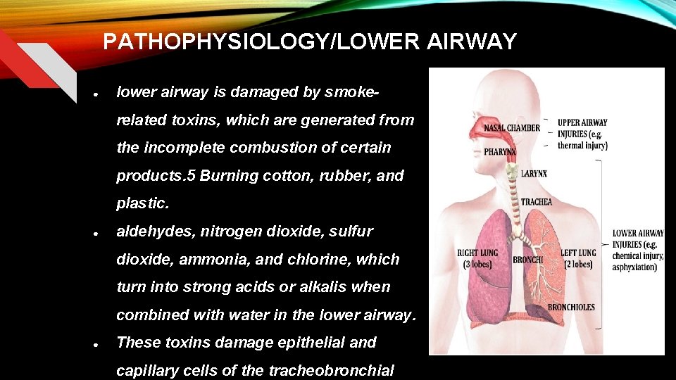 PATHOPHYSIOLOGY/LOWER AIRWAY ● lower airway is damaged by smokerelated toxins, which are generated from