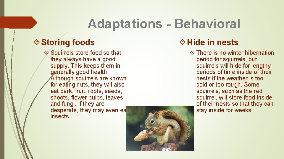 Squirrels By Ellie Flanagan Adaptations Structural The anatomy
