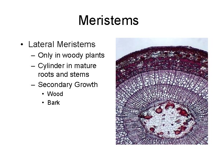 Meristems • Lateral Meristems – Only in woody plants – Cylinder in mature roots