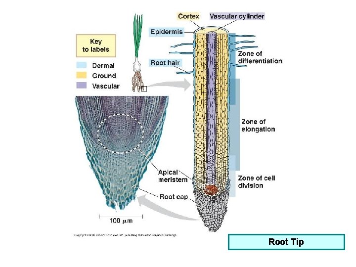 Root Tip 