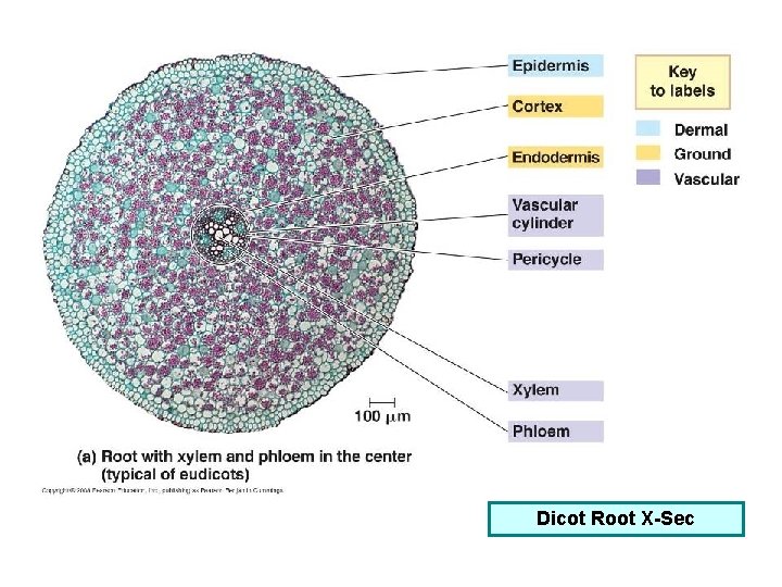 Dicot Root X-Sec 