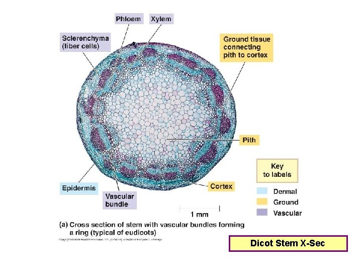 Dicot Stem X-Sec 